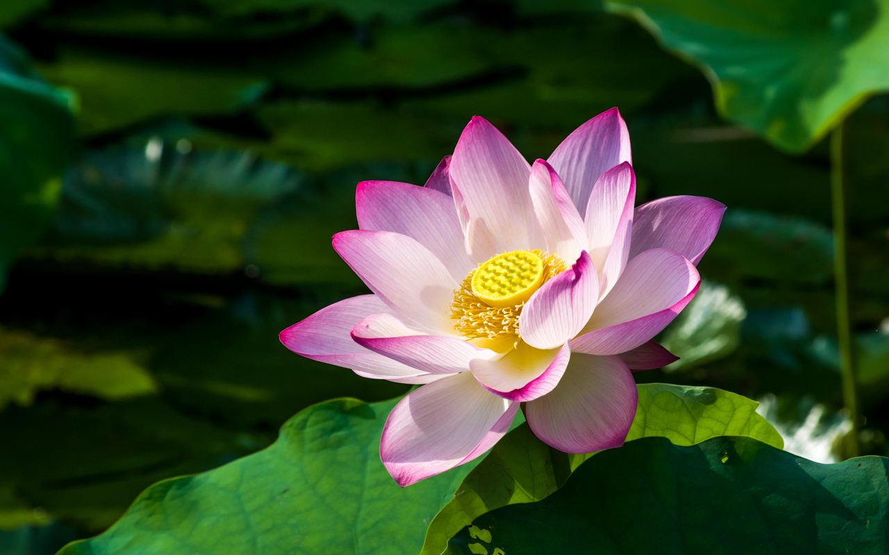 山清水澈始于信 化污為蓮踐于行